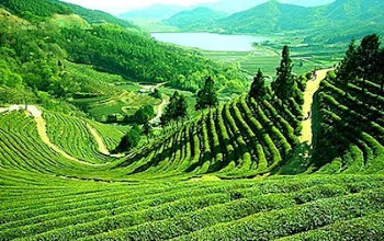 Happy Valley Tea Estate